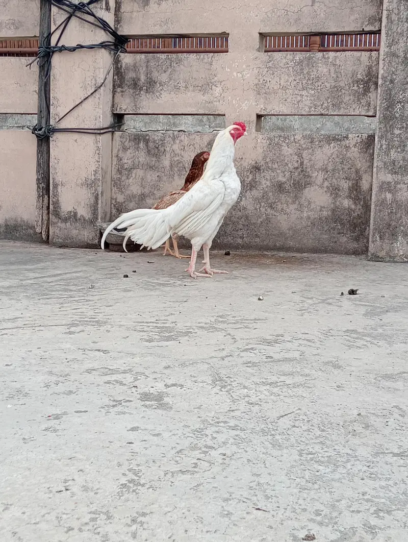 Aseel heera for sale full active murga white nok nali — photo 2