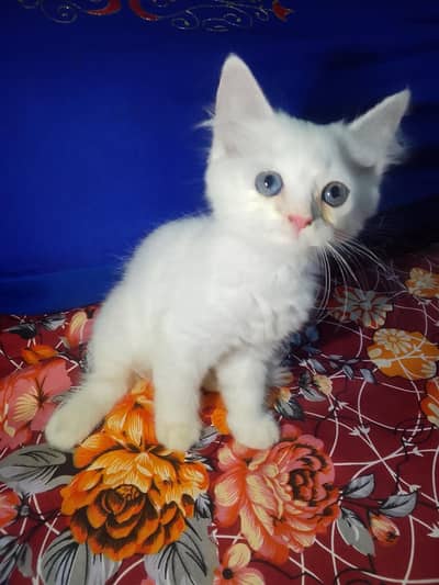 Russian cat blue eyes triple coated pure white 1.5months