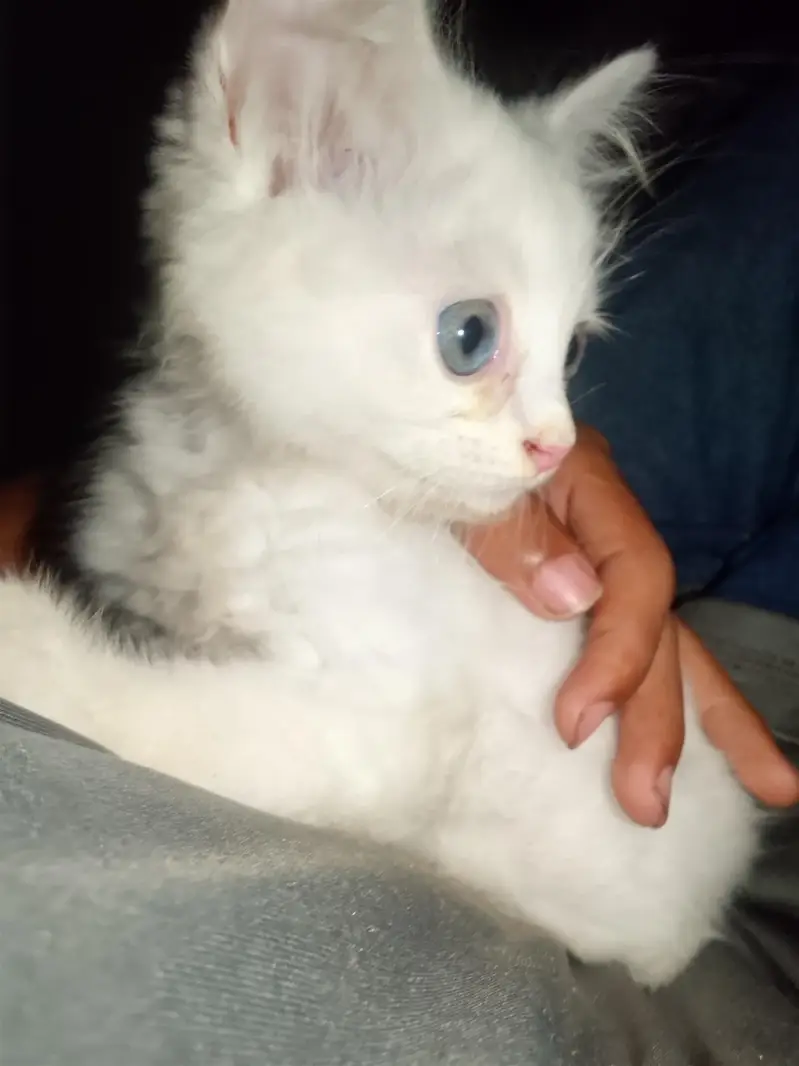 Russian cat blue eyes triple coated pure white 1.5months — photo 2