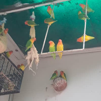 lovebird
