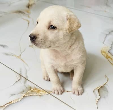 Healthy & Active Labrador Retriever Puppy 1 Month Old