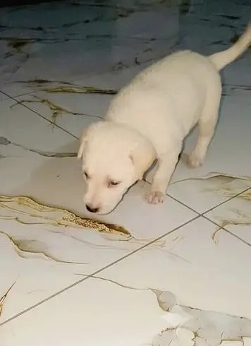 Healthy & Active Labrador Retriever Puppy 1 Month Old — photo 2