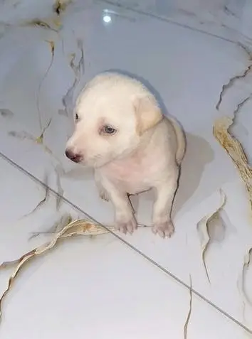 Healthy & Active Labrador Retriever Puppy 1 Month Old — photo 3
