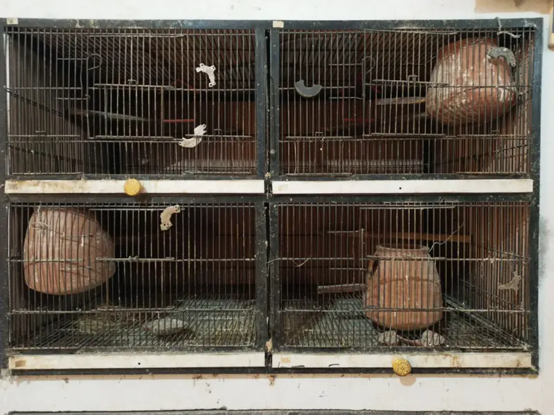 Bird Cage — photo 2