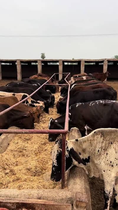 Live stock Related koi bhe information chahya hu contact me skty ap
