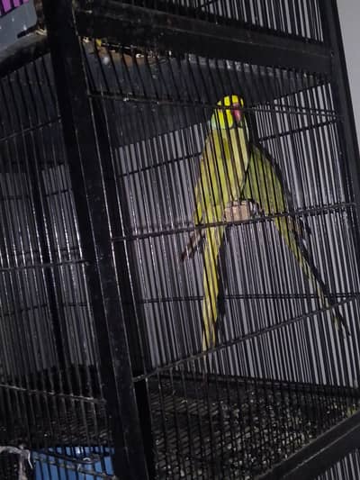 full breeder pair fianl price 7000 male increase mein ha
