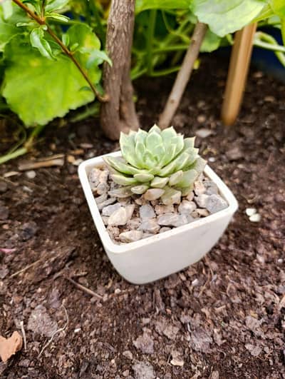 Healthy Plants,. . .