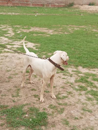 Strong & Loyal Bully Dog