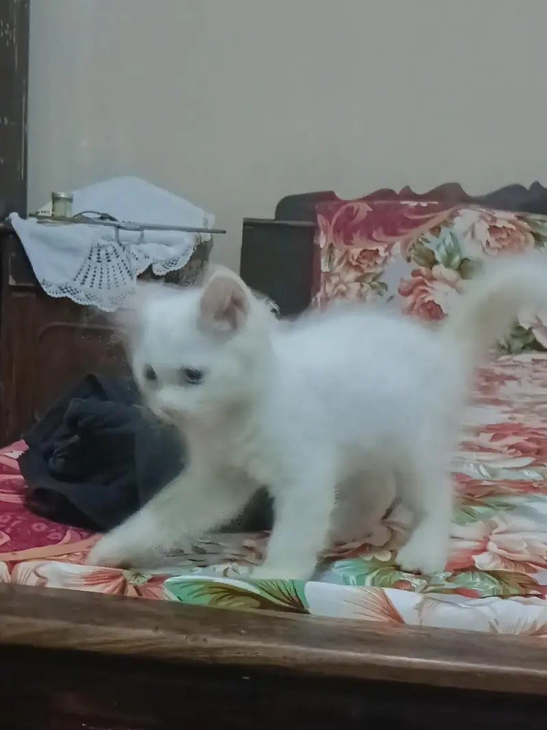 Odd Eyes triple coated Persion white kittens male n female — photo 2