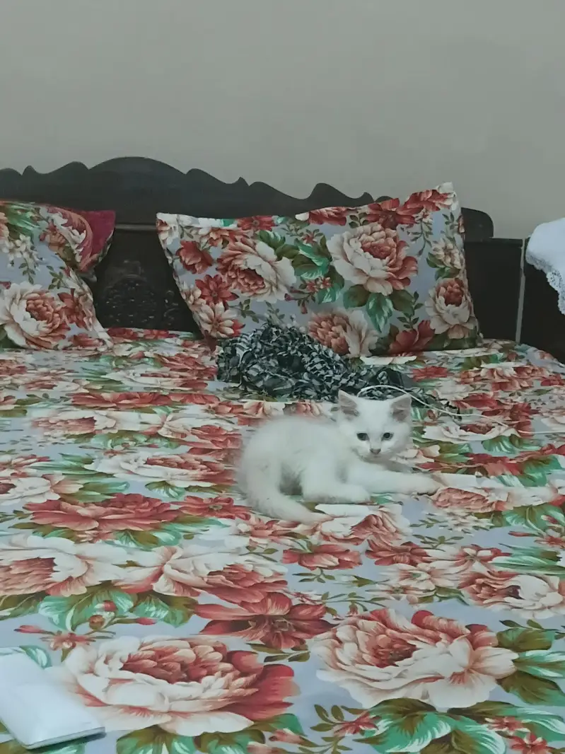 Odd Eyes triple coated Persion white kittens male n female — photo 3