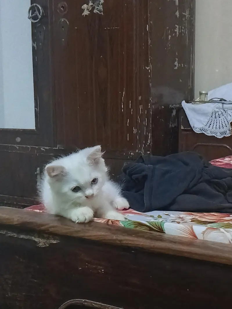 Odd Eyes triple coated Persion white kittens male n female — photo 4