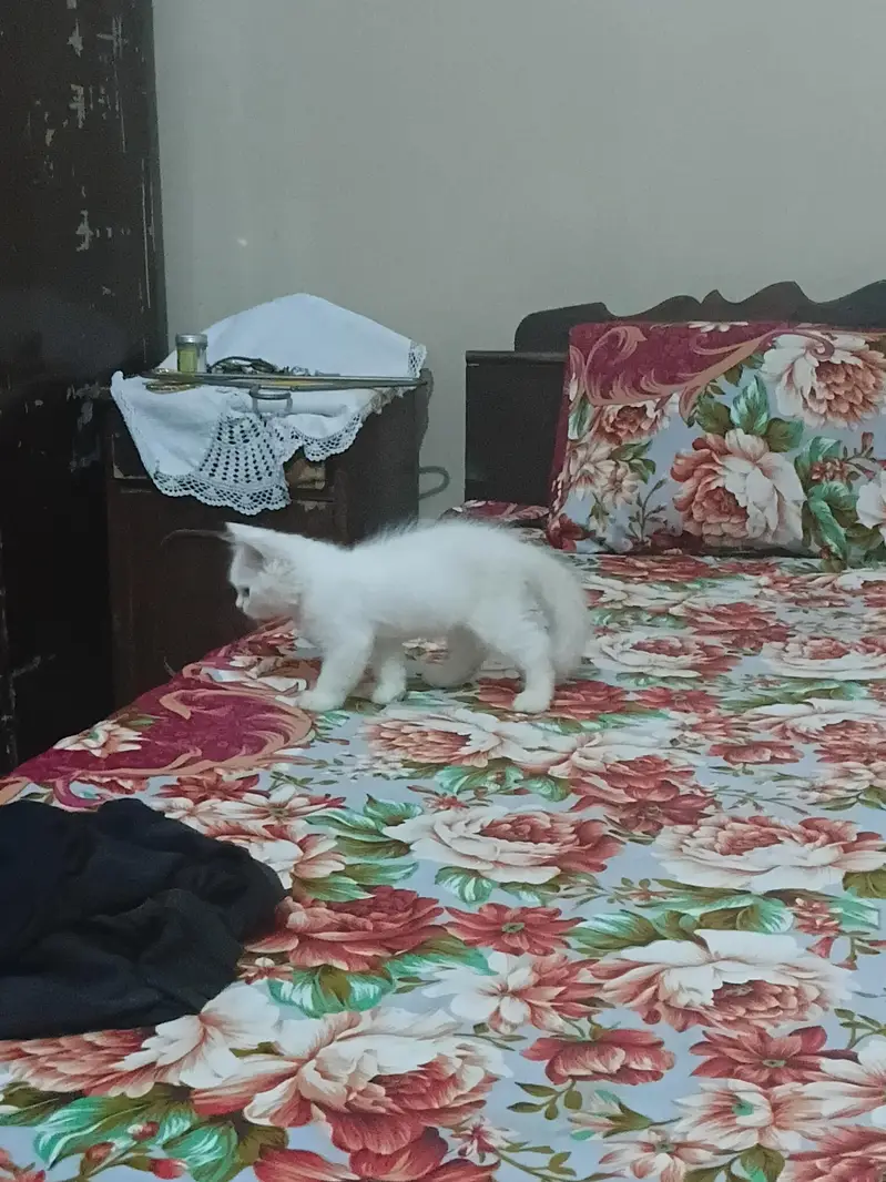 Odd Eyes triple coated Persion white kittens male n female — photo 5