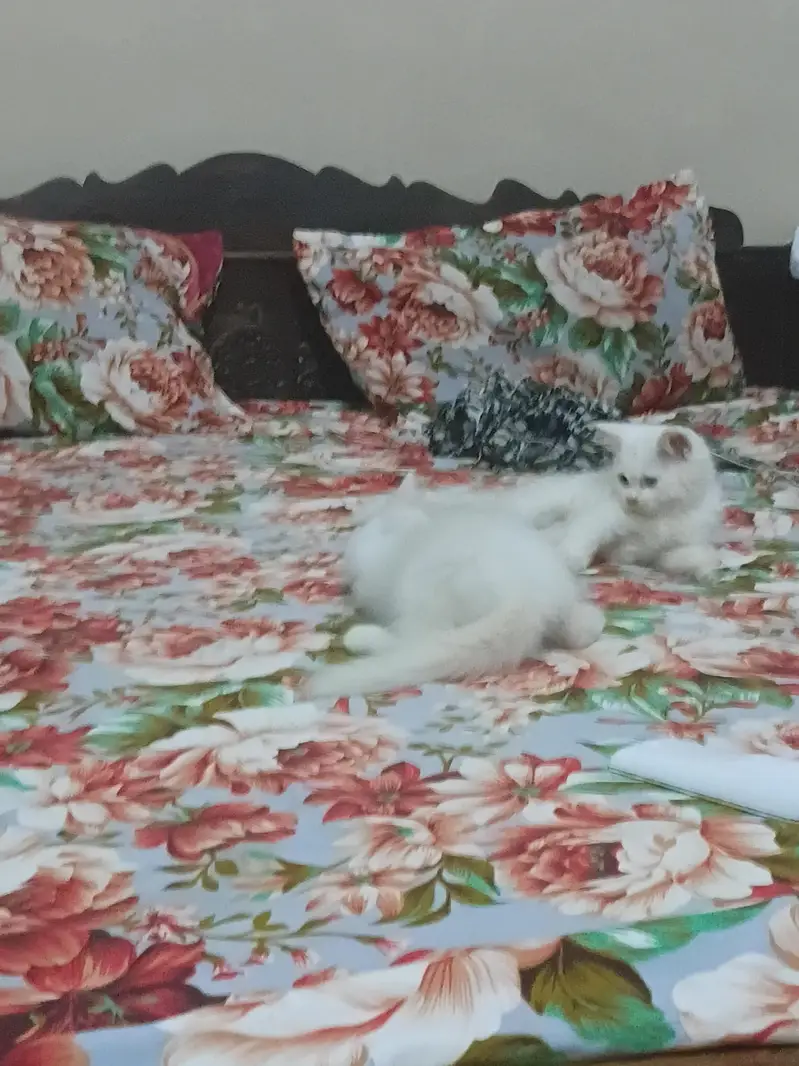 Odd Eyes triple coated Persion white kittens male n female — photo 6