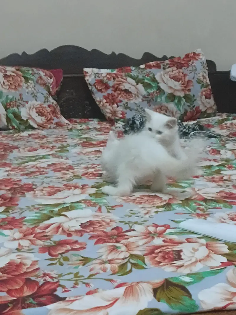 Odd Eyes triple coated Persion white kittens male n female — photo 7