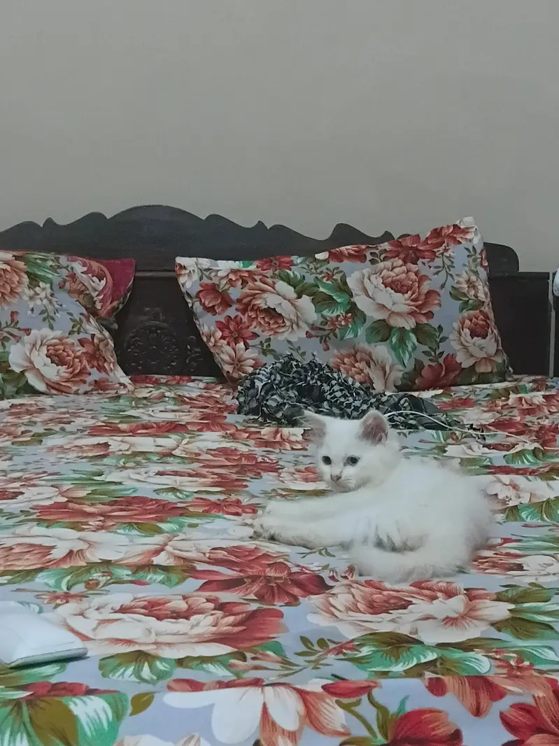 Odd Eyes triple coated Persion white kittens male n female — photo 8