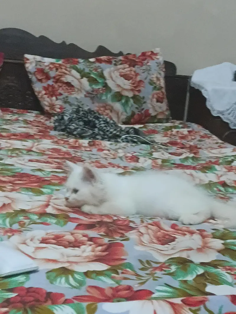 Odd Eyes triple coated Persion white kittens male n female — photo 9
