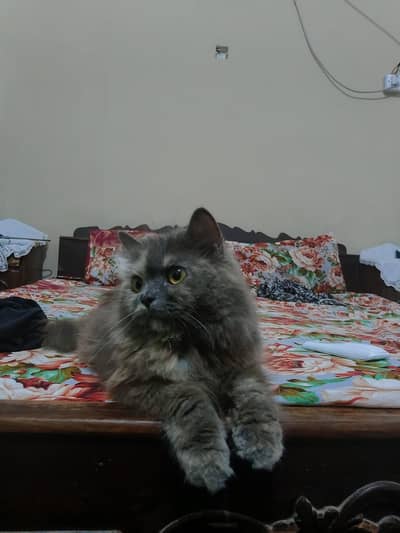 Odd Eyes triple coated Persion white kittens male n female