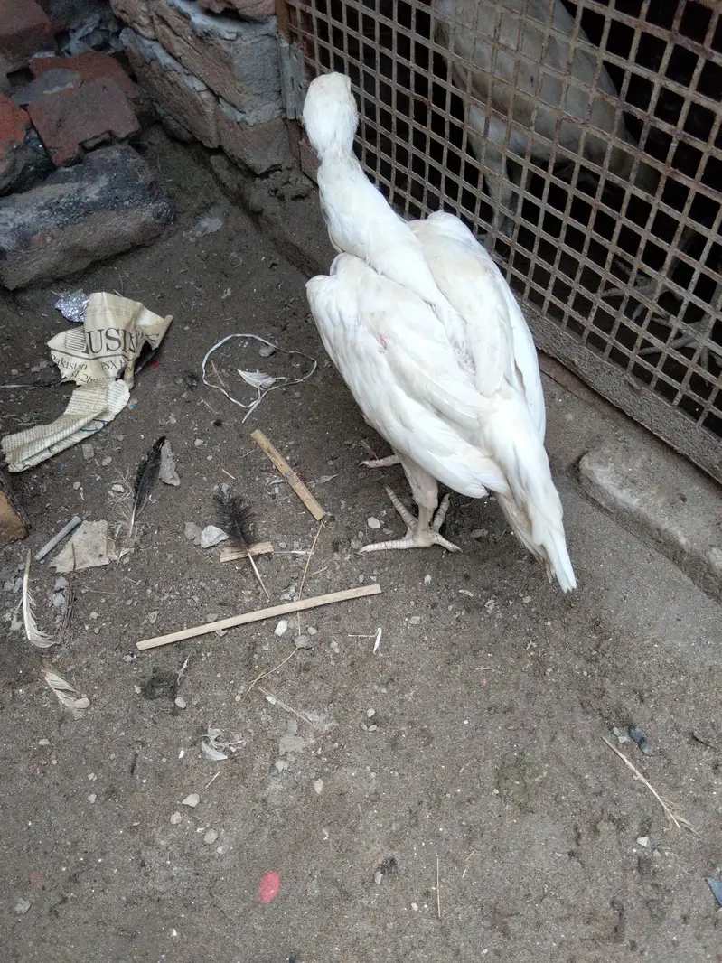 Aseel Heera — photo 2
