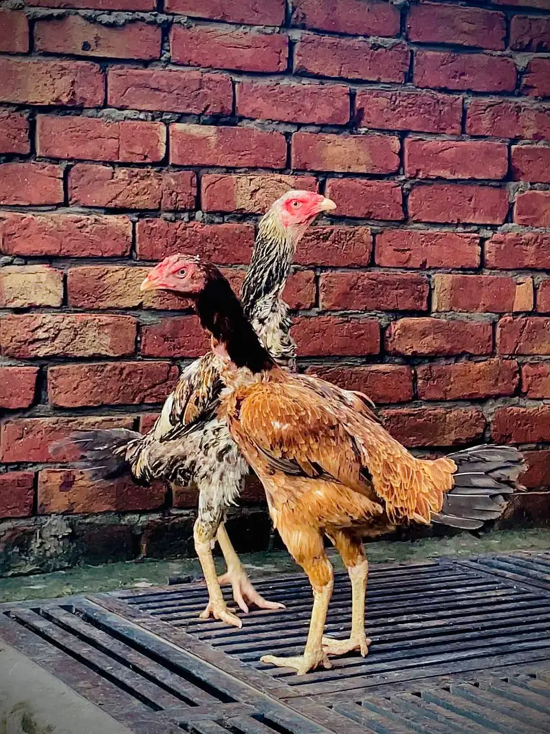 hint Madi for sale long hight mazboot gand joor 03476015102 — photo 6