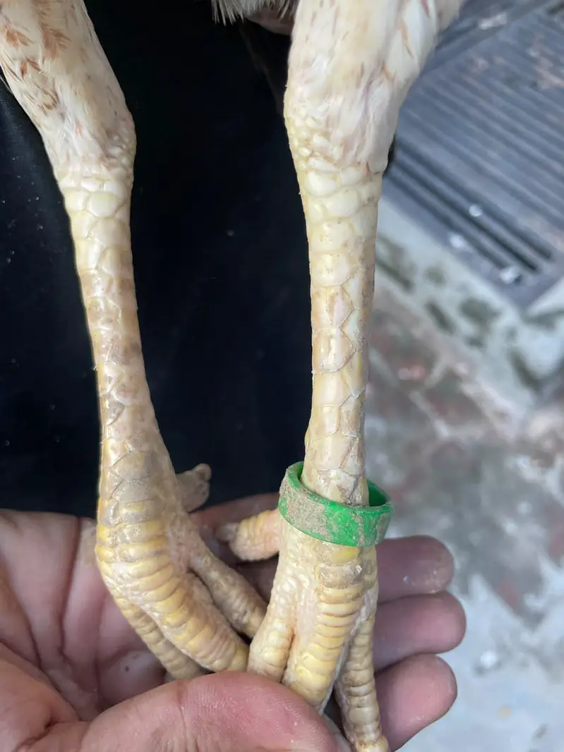 hint Madi for sale long hight mazboot gand joor 03476015102 — photo 10