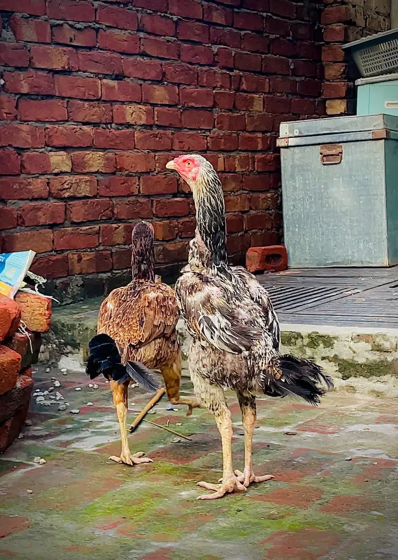 hint Madi for sale long hight mazboot gand joor 03476015102 — photo 12