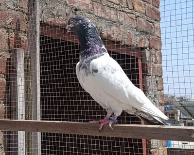 Ch sakhi Teddy 41 no Breedar Female