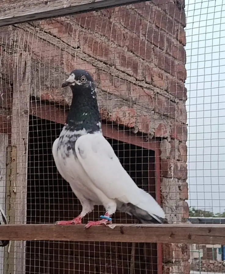 Ch sakhi Teddy 41 no Breedar Female — photo 2