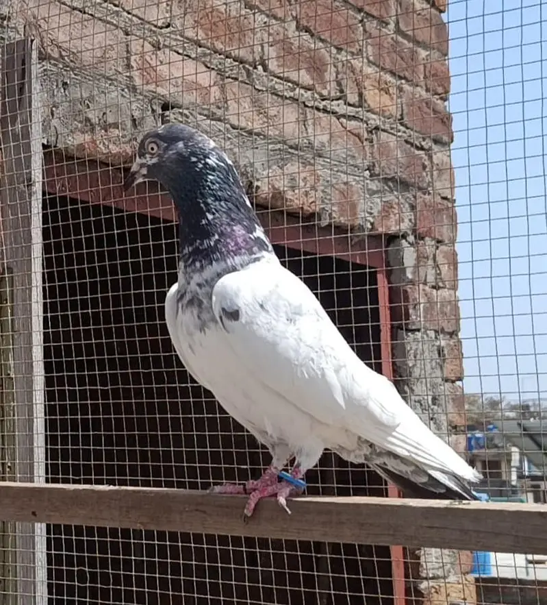 Ch sakhi Teddy 41 no Breedar Female — photo 4