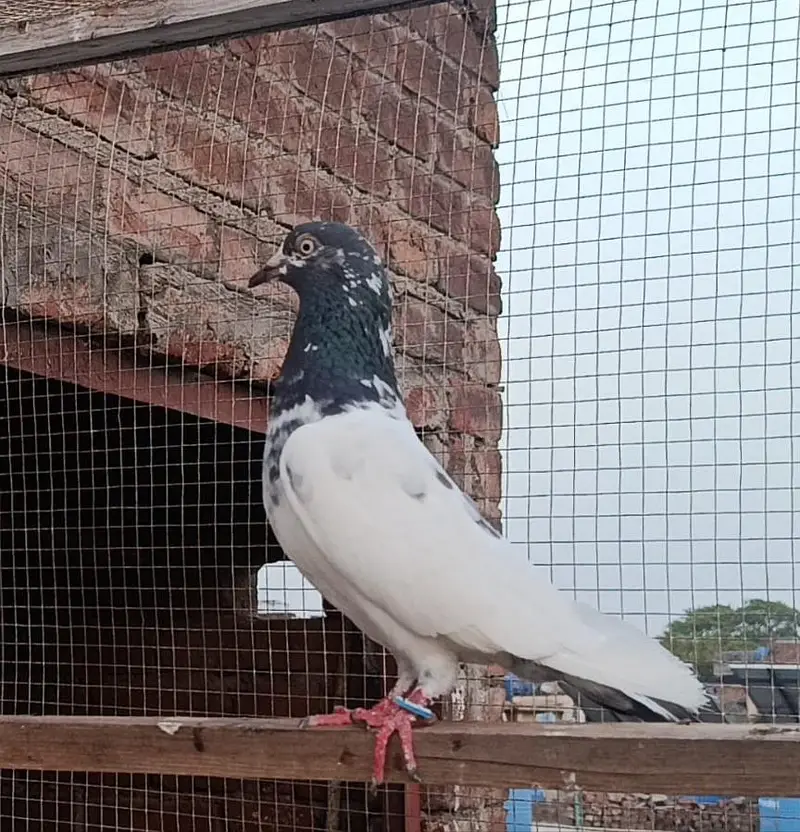 Ch sakhi Teddy 41 no Breedar Female — photo 5
