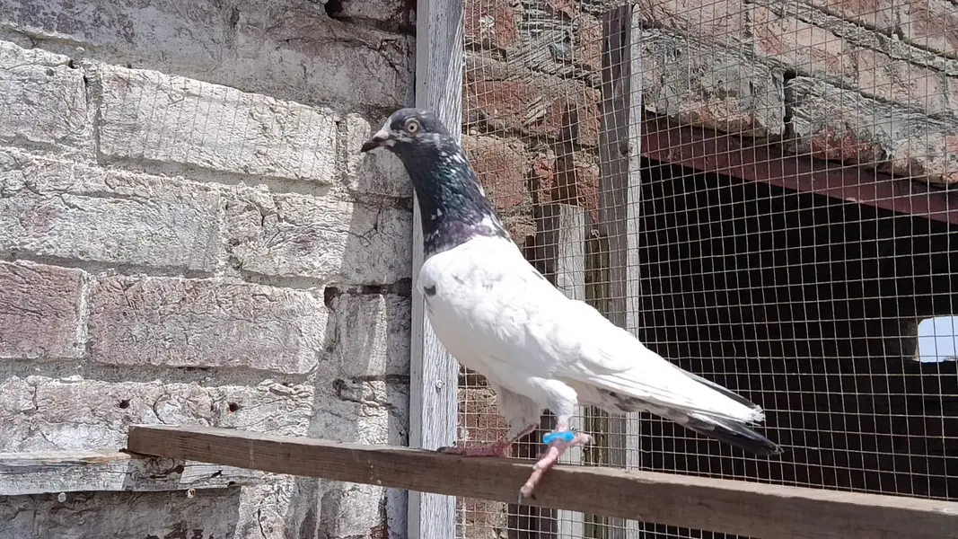 Ch sakhi Teddy 41 no Breedar Female — photo 6