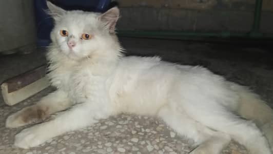 White Persian Male