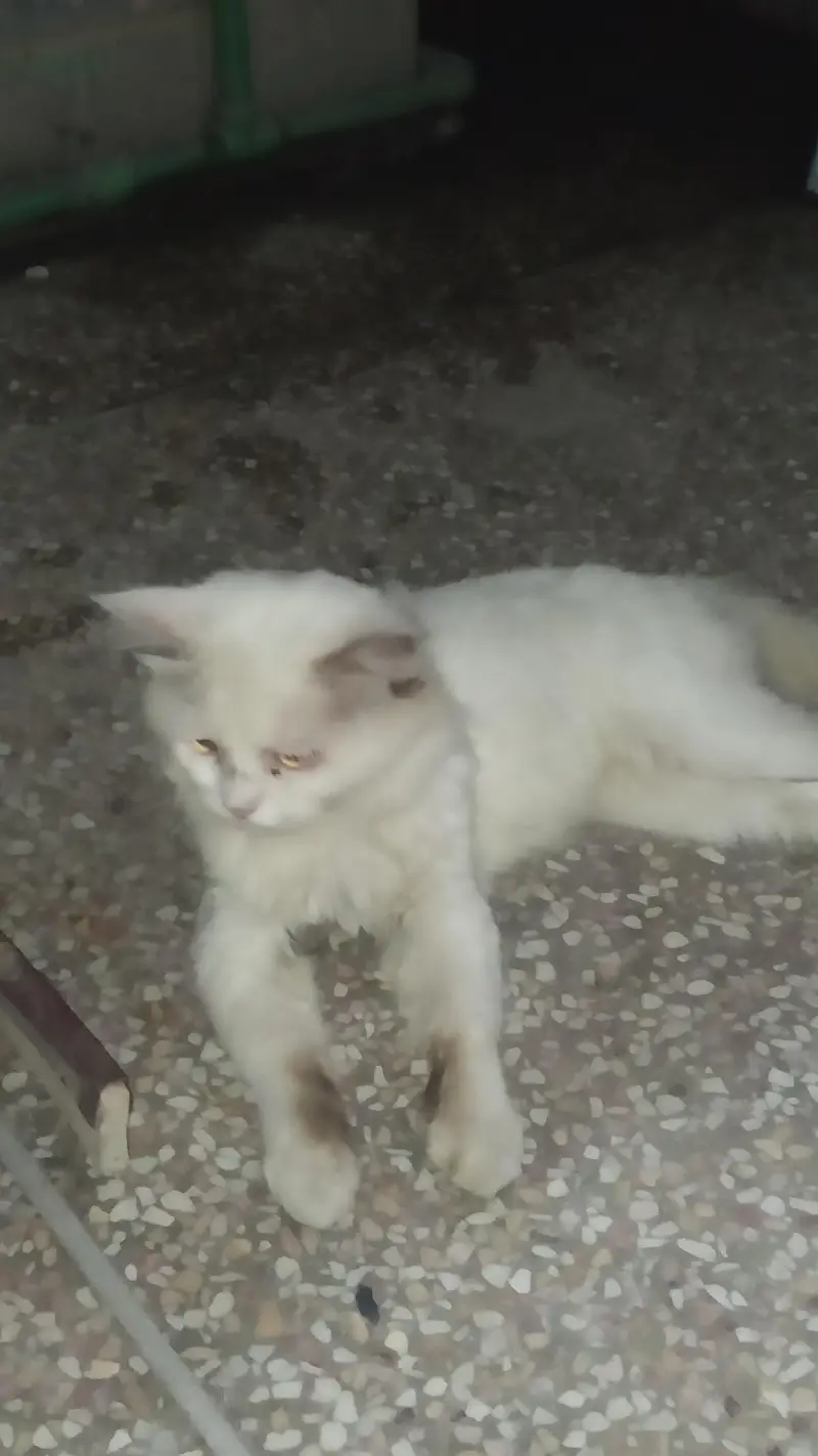 White Persian Male — photo 2