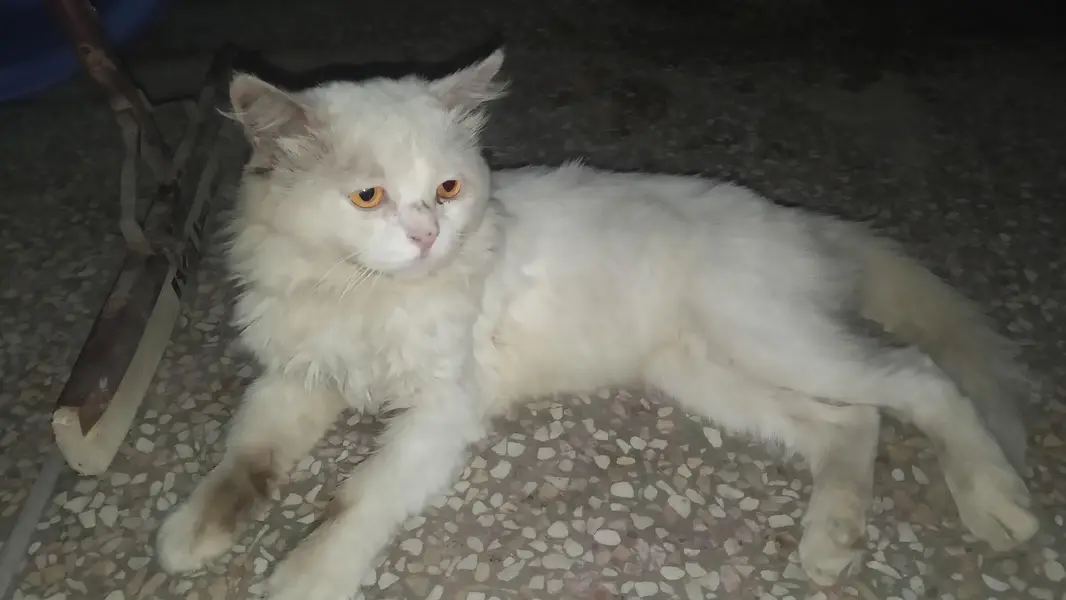 White Persian Male — photo 3
