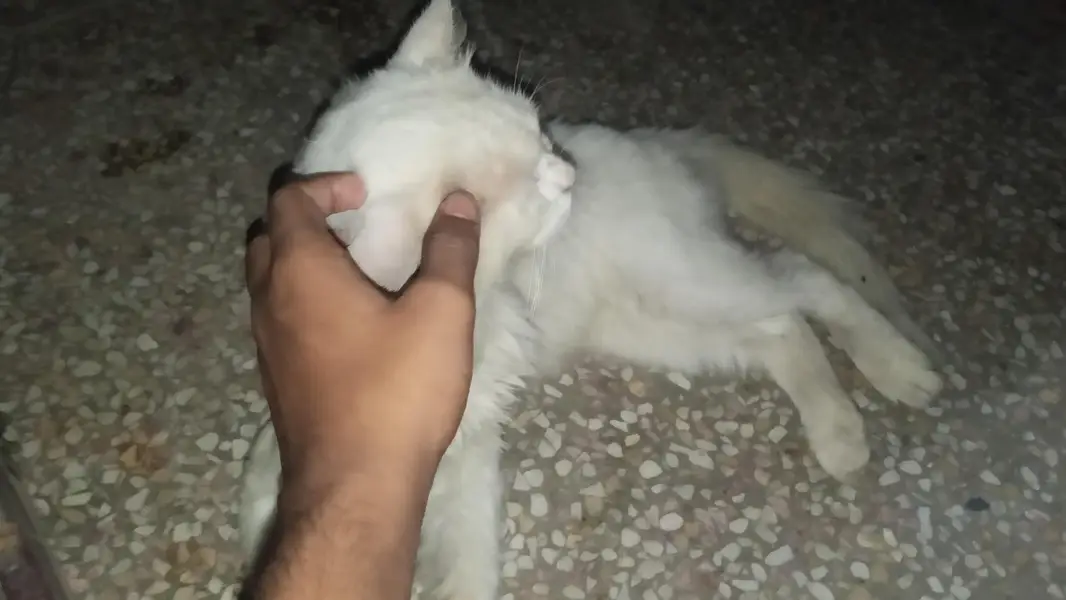 White Persian Male — photo 4
