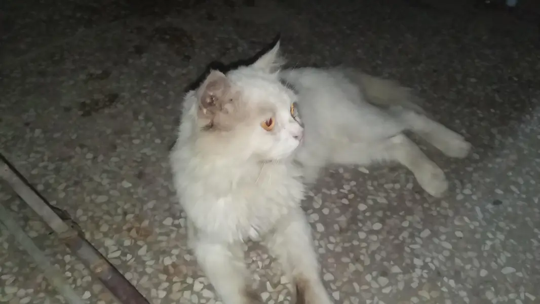 White Persian Male — photo 5