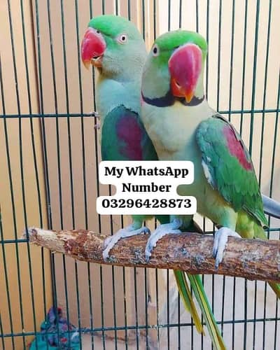 Kashmir Raw Paroot 8month age for sale