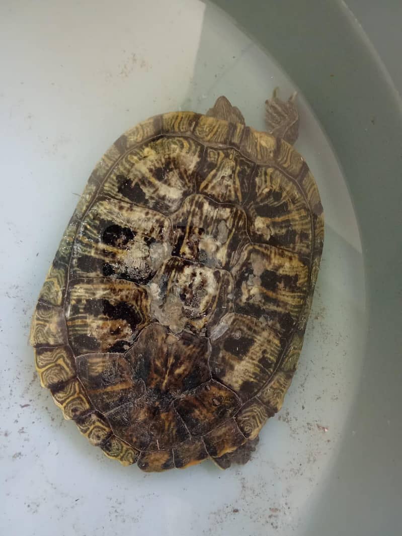 Big size Tortoise 0