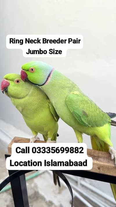 Green Ring Neck Breeder Pair Parrot's Male/Female Jumbo Size
