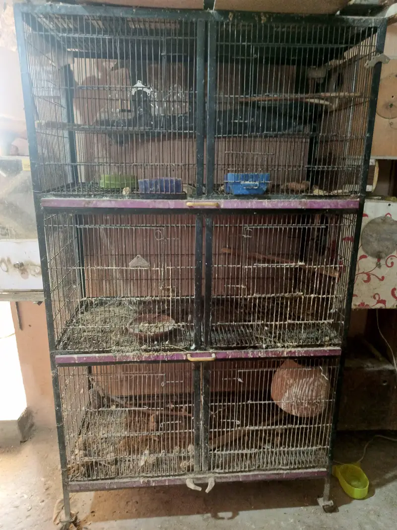 Bird Cage — photo 3