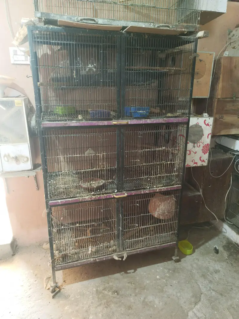 Bird Cage — photo 4