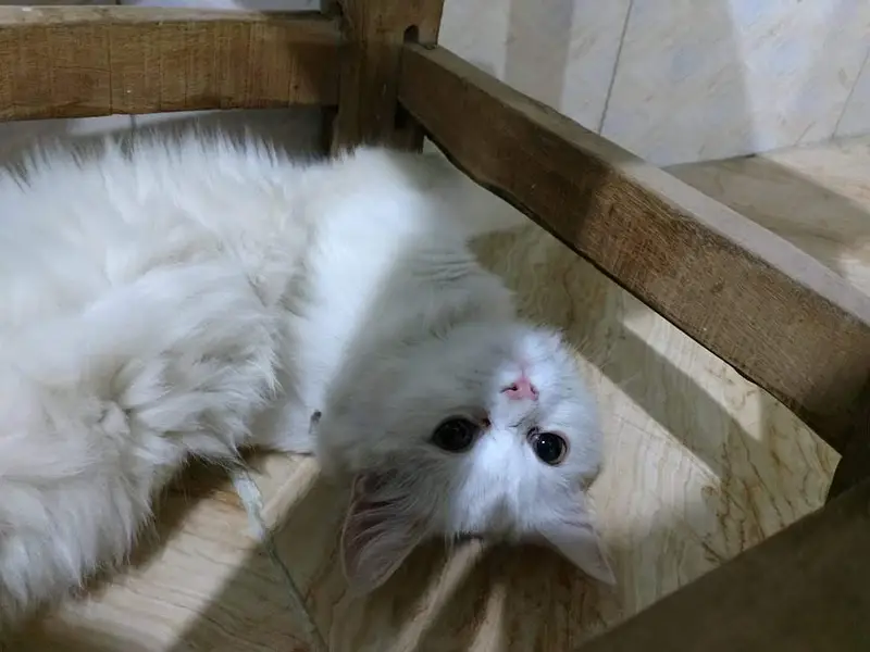 Persian cats available — photo 2