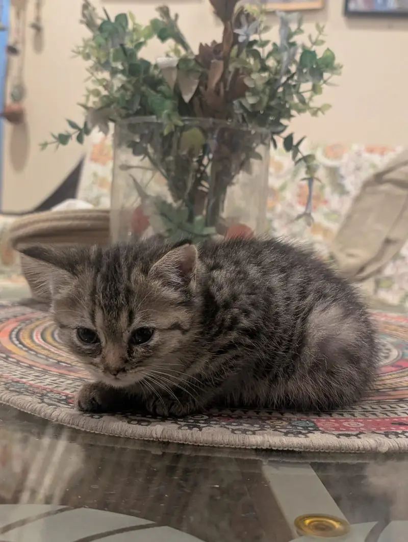 Persian cats available — photo 3