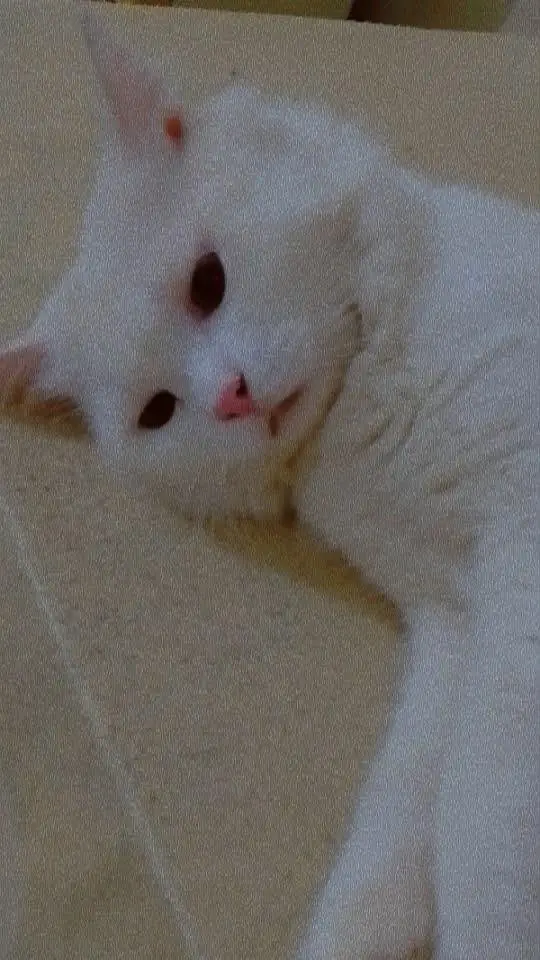 Persian cats available — photo 4