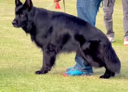 long coat male puppy , do Sal age Pedigree ready for new home