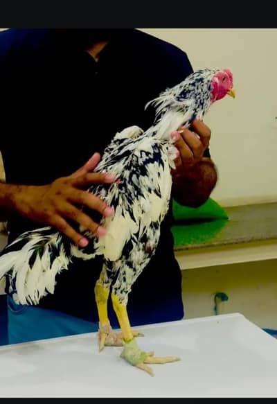 Thai Pakoya chicks for sale