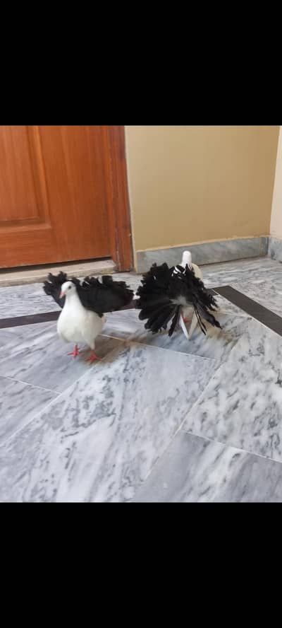 Blacktail Lakka Chicks