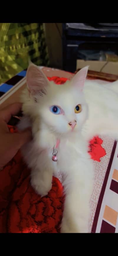 Persian Female Cat.