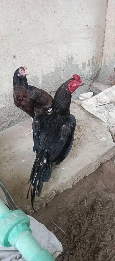 pure lasani murga