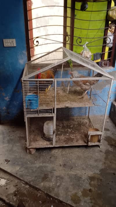 hens with cage