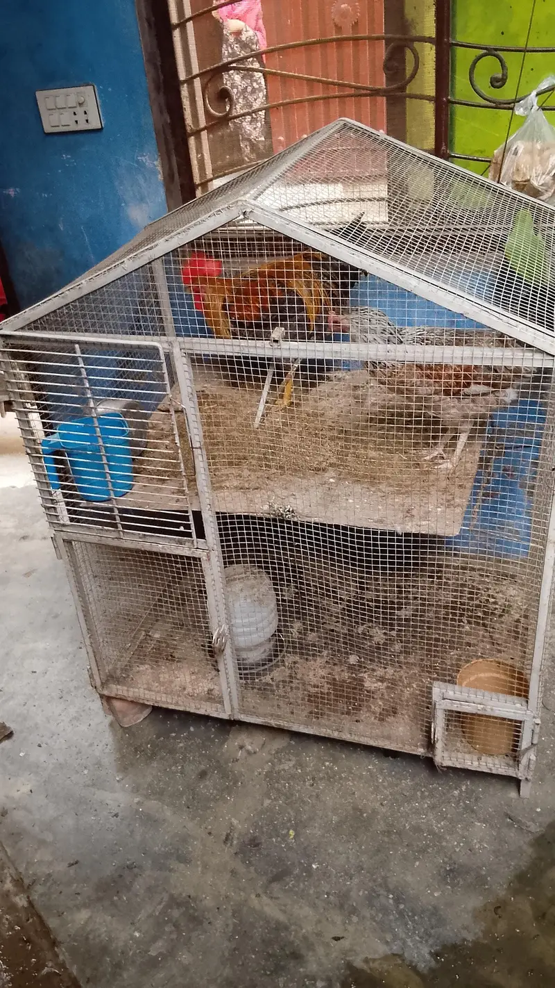 hens with cage — photo 2